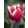 Tulipa Kung Fu - Tulipán