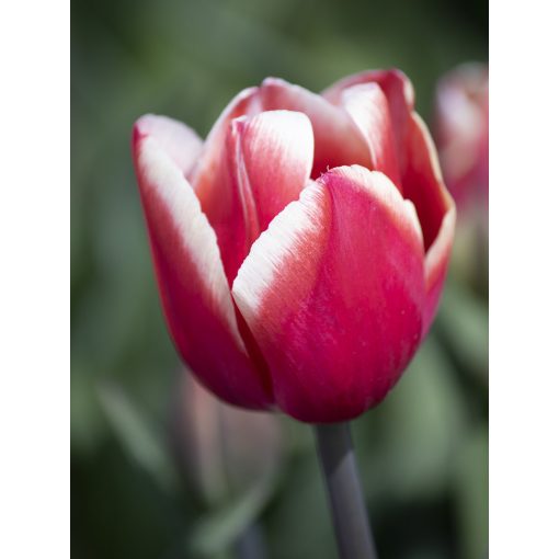 Tulipa Kung Fu - Tulipán