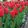 Tulipa Lalibela - Tulipán