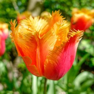 Tulipa Lambada - Tulipán