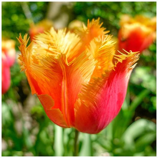 Tulipa Lambada - Tulipán