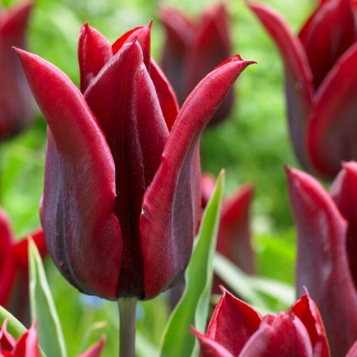 Tulipa Lasting Love - Tulipán