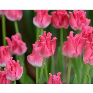 Tulipa Liberstar - Tulipán