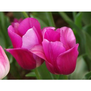 Tulipa Lilac Cup - Tulipán