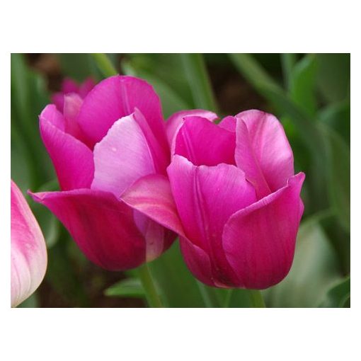 Tulipa Lilac Cup - Tulipán