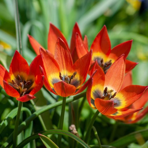 Tulipa Little Princess - Tulipán