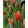 Tulipa Luba - Tulipán