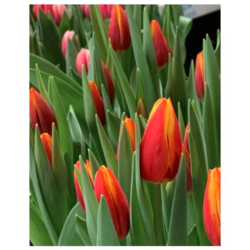 Tulipa Luba - Tulipán