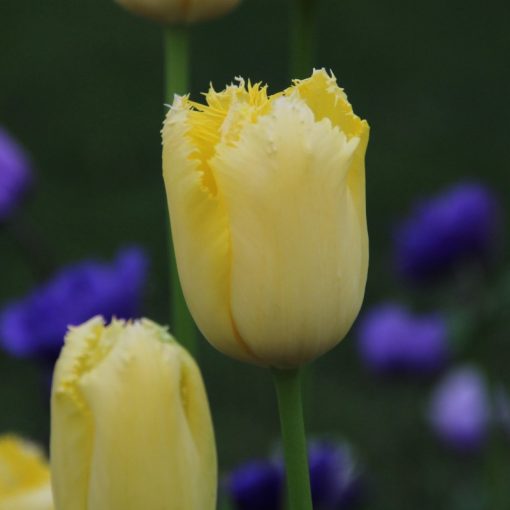 Tulipa Maja - Tulipán