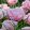 Tulipa Mariage - Tulipán