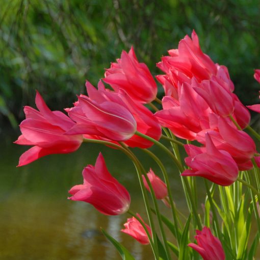 Tulipa Mariette - Tulipán