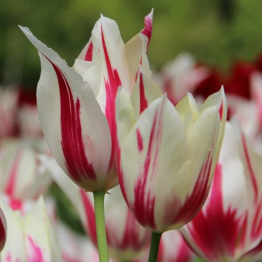 Tulipa Marylin - Tulipán