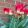 Tulipa Match - Tulipán