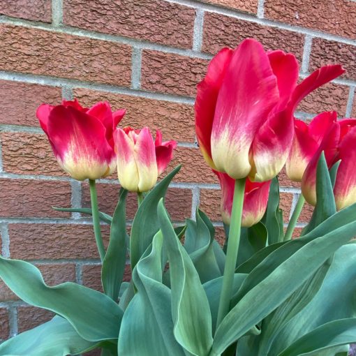 Tulipa Match - Tulipán