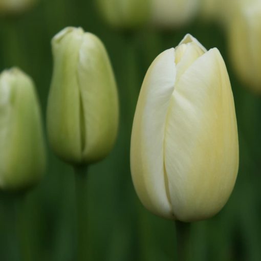 Tulipa Maureen - Tulipán