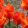 Tulipa Mekka Melody - Tulipán