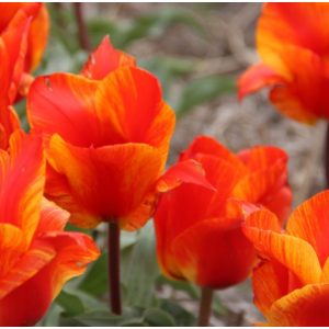 Tulipa Mekka Melody - Tulipán