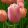 Tulipa Menton - Tulipán