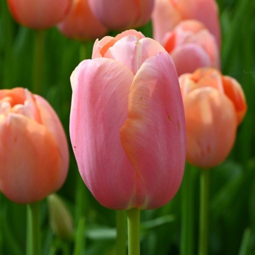 Tulipa Menton - Tulipán
