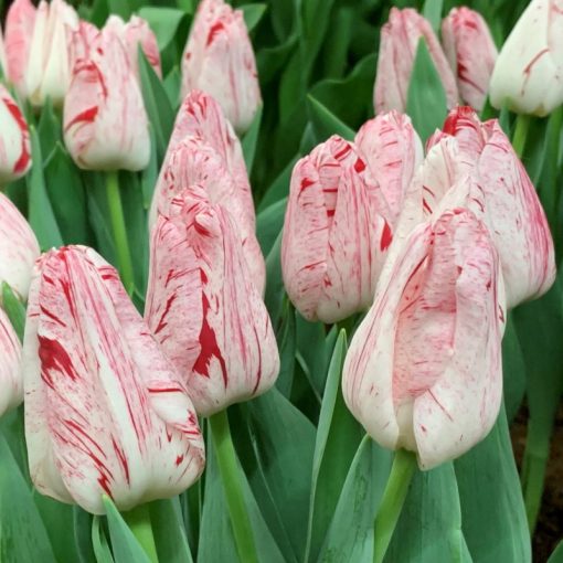 Tulipa Merel Delight - Tulipán