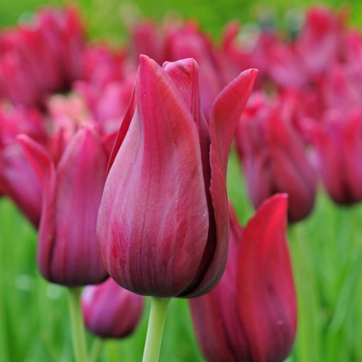 Tulipa Merlot - Tulipán
