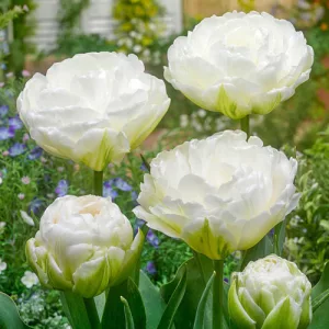 Tulipa Mount Tacoma - Tulipán