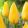Tulipa Muscadet - Tulipán