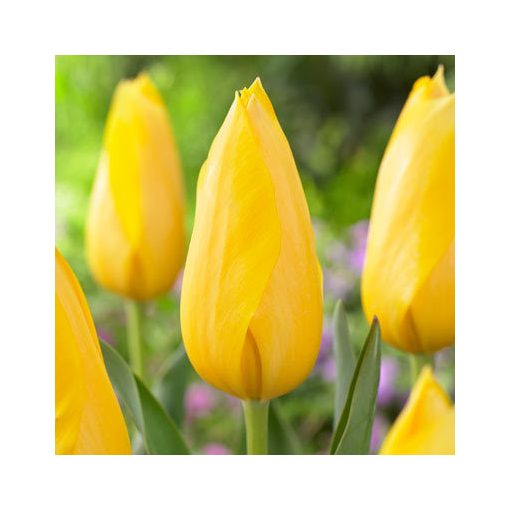Tulipa Muscadet - Tulipán