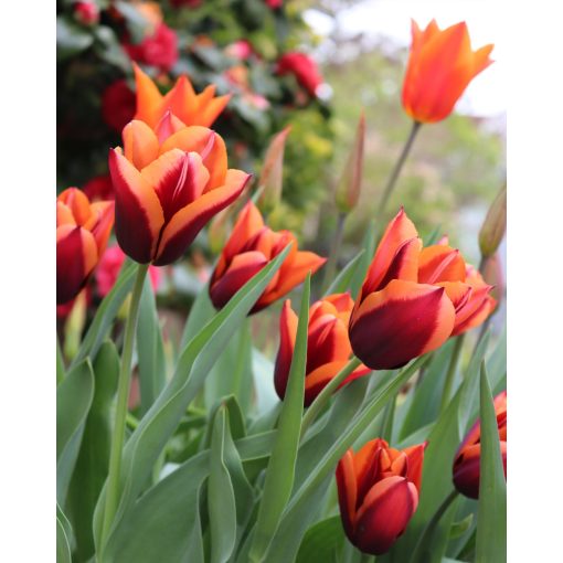 Tulipa Muvota - Tulipán