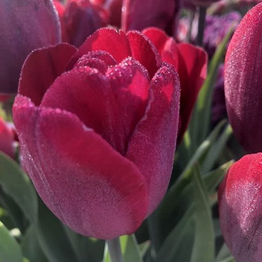 Tulipa National Velvet - Tulipán