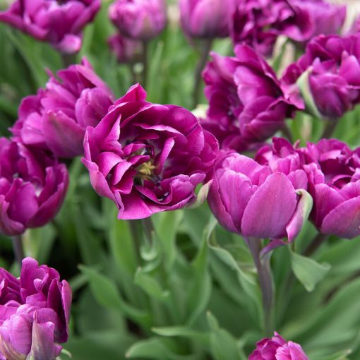 Tulipa Negrita Double - Tulipán