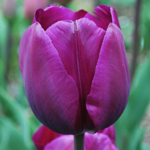 Tulipa Negrita - Tulipán
