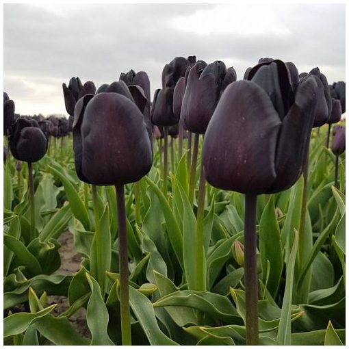 Tulipa Nightmare - Tulipán