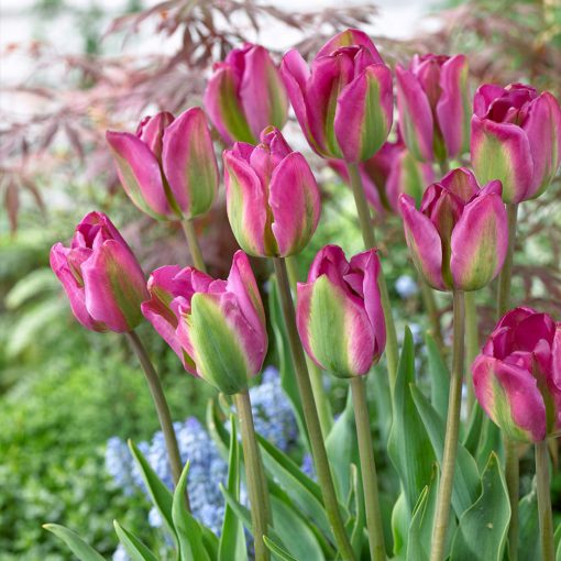 Tulipa Nightrider - Tulipán