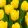 Tulipa Novi Sun - Tulipán