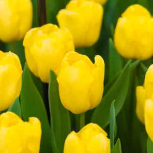 Tulipa Novi Sun - Tulipán