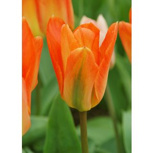Tulipa Orange Emperor - Tulipán
