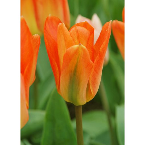 Tulipa Orange Emperor - Tulipán