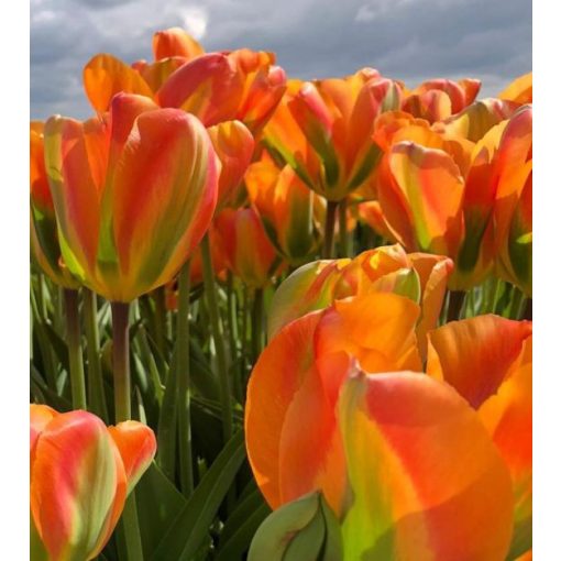 Tulipa Orange Marmelade - Tulipán
