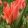 Tulipa Orange Toronto - Tulipán