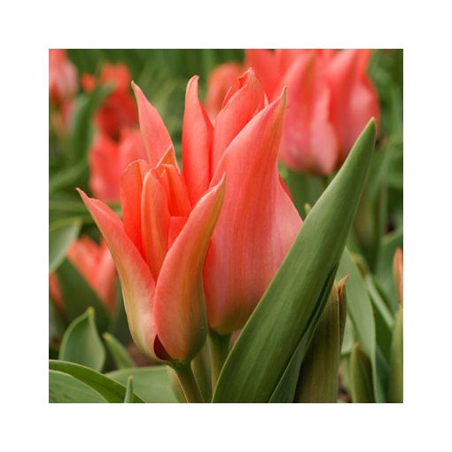 Tulipa Orange Toronto - Tulipán
