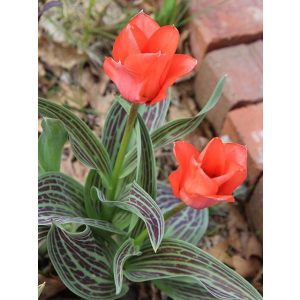 Tulipa Oratorio - Tulipán