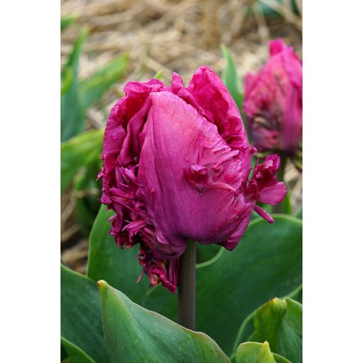 Tulipa Parrot Prince - Tulipán