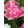 Tulipa Peach Blossom - Tulipán