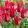 Tulipa Pieter De Leur - Tulipán
