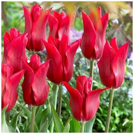 Tulipa Pieter De Leur - Tulipán