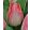 Tulipa Pink Dream - Tulipán