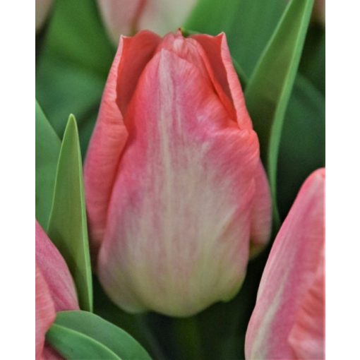 Tulipa Pink Dream - Tulipán