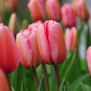 Tulipa Pink Impression - Tulipán