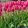 Tulipa Pink Pride - Tulipán